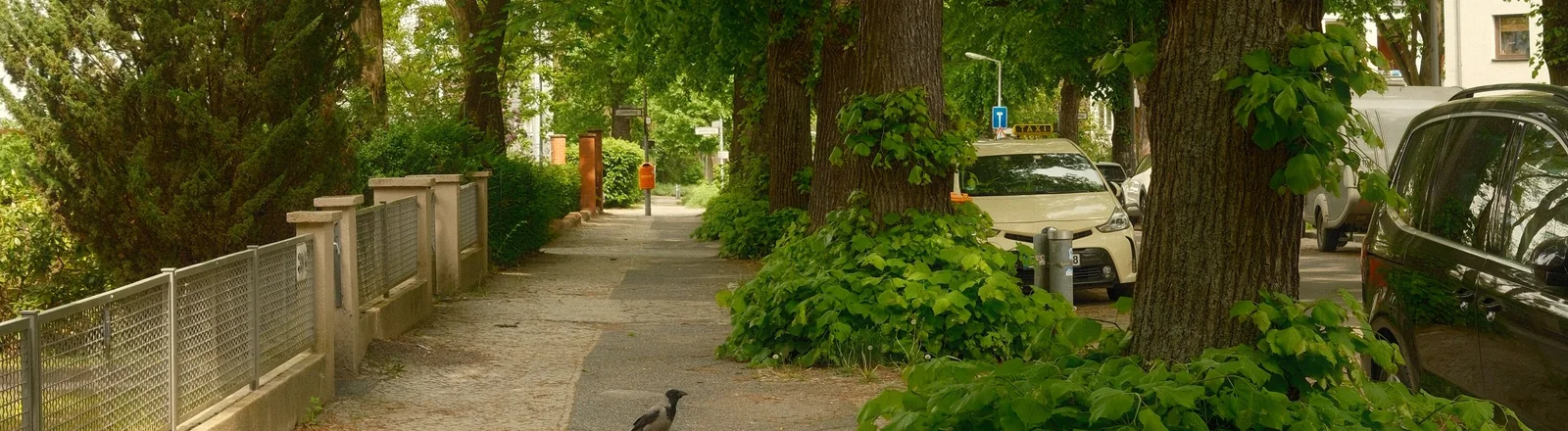 Baumgesäumter Gehweg mit Wohnhäusern in einem grünen Berliner Wohngebiet