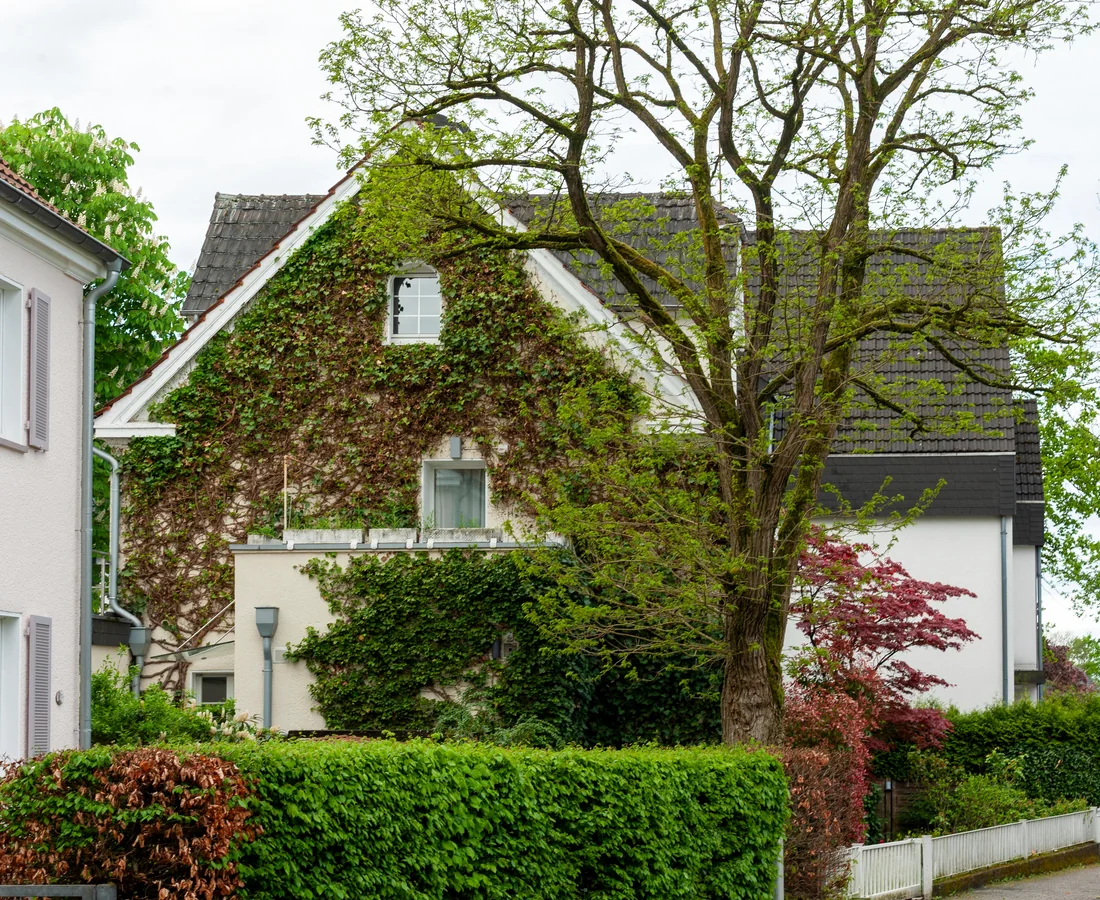 Mit Efeu bewachsenes Wohnhaus hinter Hecken und einem großen Baum in einer deutschen Wohnstraße